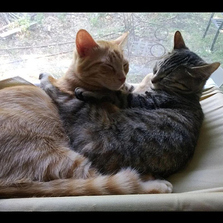  Cama Pet