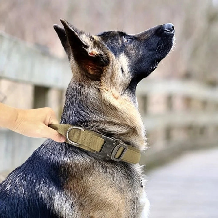 Coleira para Cachorro 